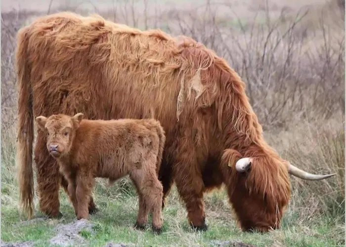 아파트 Near Dutch With Water Views 줄리아나도르프